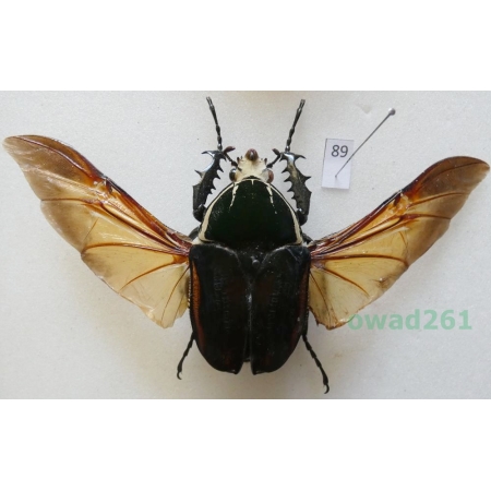 Mecynorhina ugandensis (Moser, 1907) male ex. ovo Cameroon89